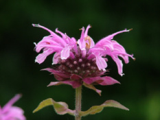 Monarda 'Mohawk' Bergamot bestellen